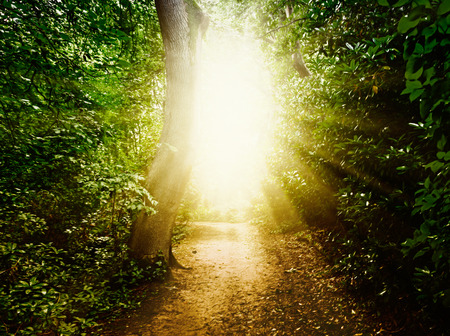 Forest path in the woodsの写真素材