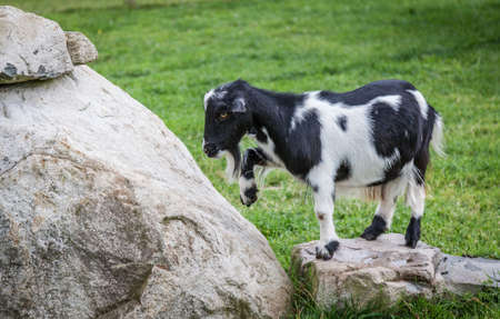 moutain goat with grass and rock backgroundの写真素材