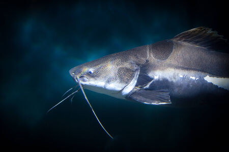 Cat fish under the waterの写真素材