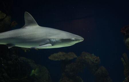 Underwater sharkの写真素材