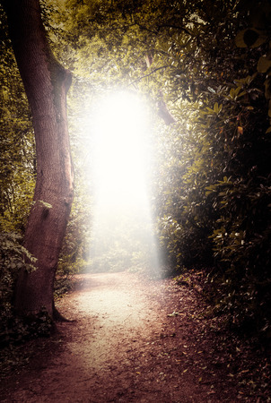 Forest path in the woodsの写真素材