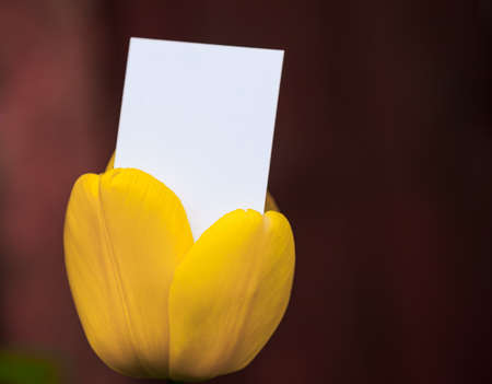 Blank business crd emerging from a tulipの写真素材