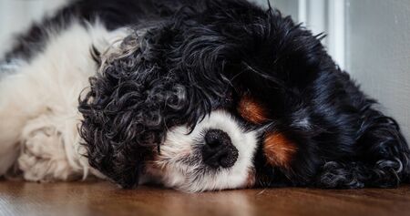 Close up of an old dog sleepingの写真素材