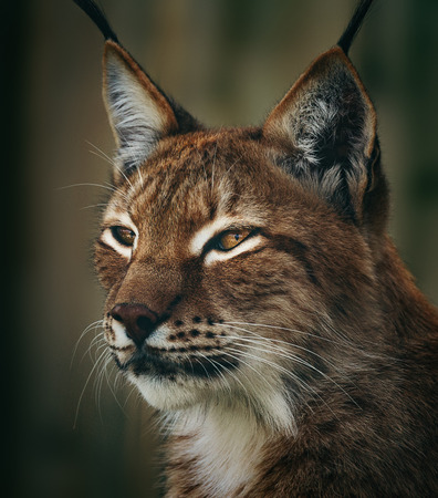 Siberian lynx  head shotの写真素材