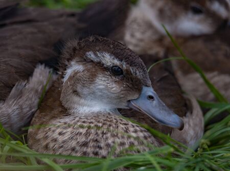 Young duck snuggling with siblingsの写真素材