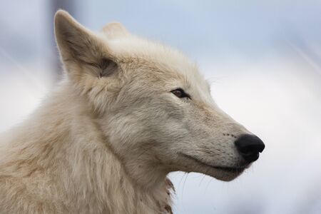 White wolf close up head shot