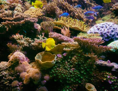 Coral reed with fish and coral