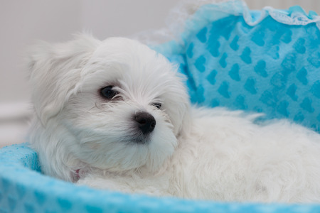 Very cute Maltese Puppy 10 weeks old, from champion parentsの写真素材