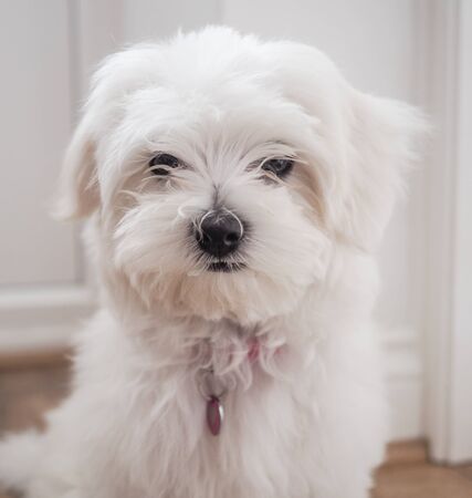 Very cute Maltese Puppy 10 weeks old, from champion parents