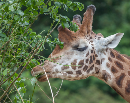 Giraffe eating a leaves from treeの写真素材