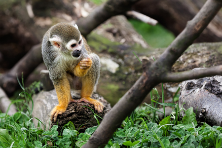 Squirrel monkey in a tree