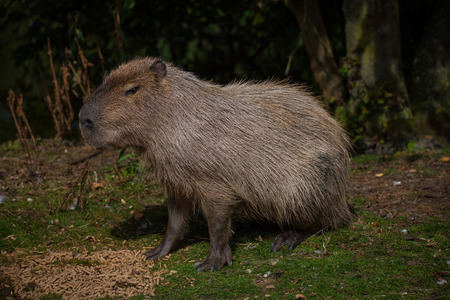 capybara out sideの写真素材