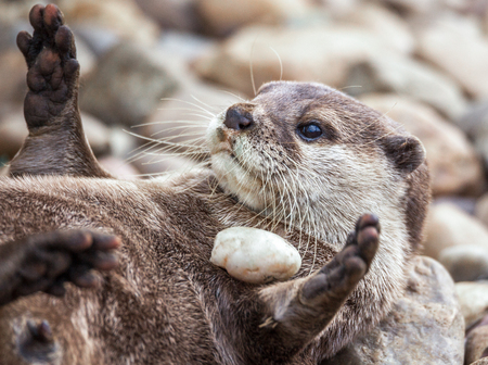 Otter playing in the waterの写真素材