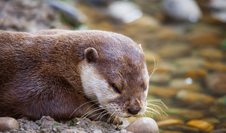 Otter playing in the waterの写真素材