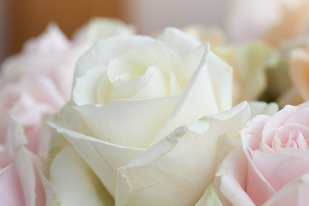 Flower close up shot from aboveの写真素材