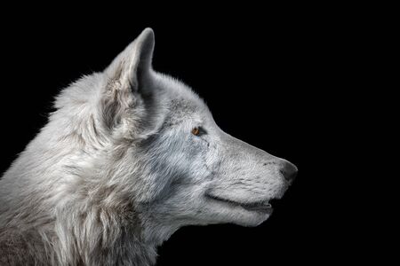White hudson bay wolf close up head shot