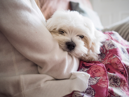 Very cute Maltese Puppy 10 weeks old, from champion parentsの写真素材