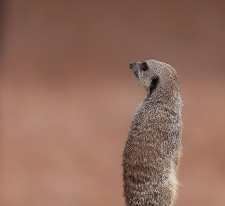 Meerkat looking out with blurred backgroundの写真素材