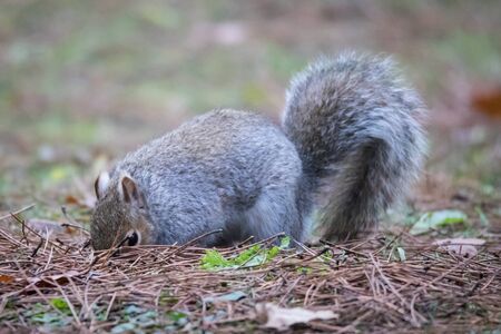 Grey squirrel in the woodsの写真素材