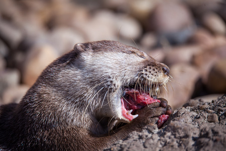 Otter playing in the waterの写真素材
