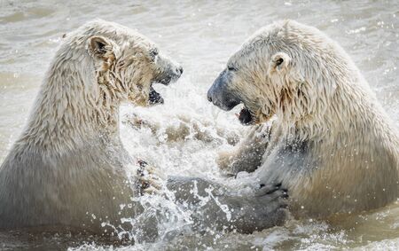 Polar bear in the summer