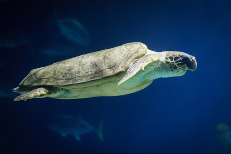 Sea Turtle Swimming in the seaの写真素材