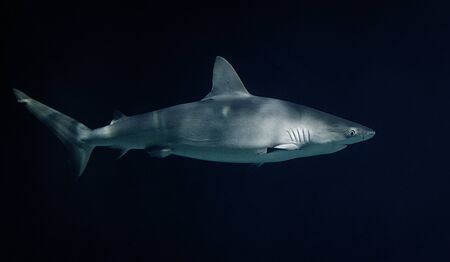 Shark swimming in the waterの写真素材