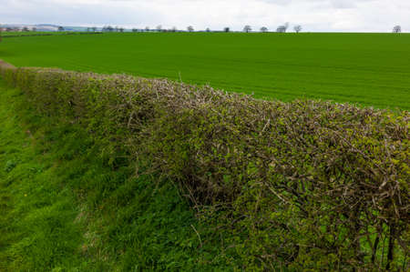 Fields and clouds in the Lincolnshire wolds