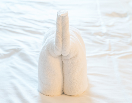 Towel animal at bed timeの写真素材