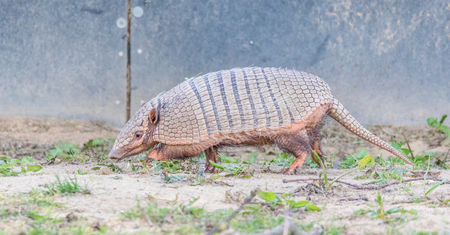 Armadillo running a long imageの写真素材