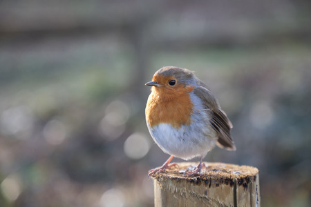 Close up of a Robin birdの写真素材