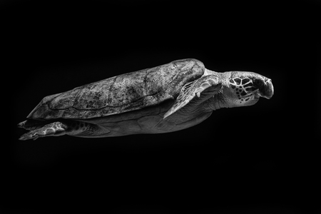 Sea Turtle Swimming in the seaの写真素材