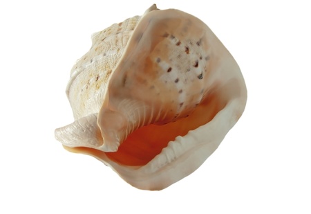 Shell on a white background