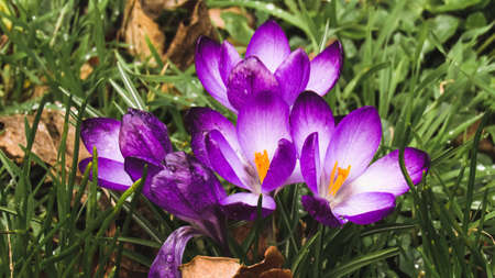 Flowers in a green field