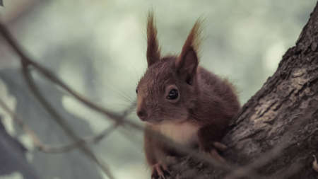 squirrel in the parkの写真素材