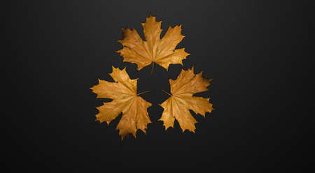 Black background. Fall. Orange autumn leaves on a black background.
