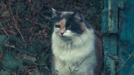 Gray-white cat. Street cat is thinking about somethingの写真素材