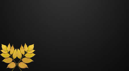 Black autumn background. On a black background, a branch of yellow leaves. the design is suitable...