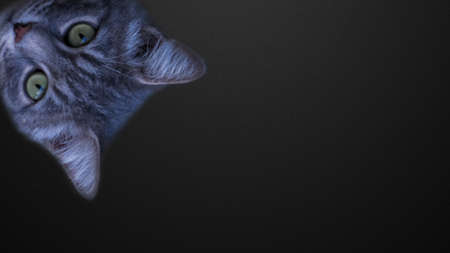 Cat on a black background.の写真素材