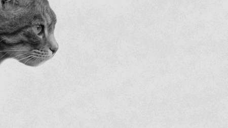 Black cat on gray backgroundの写真素材