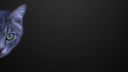 Cat on a black background.の写真素材