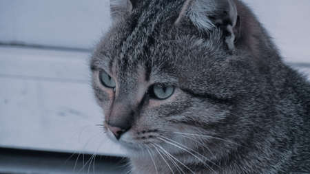 The muzzle of a predatory cat. Street animal looking out for preyの写真素材