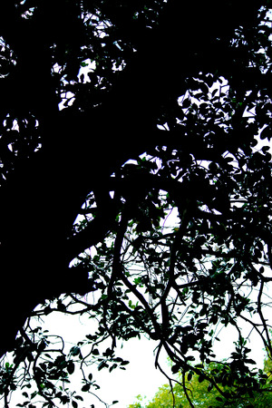 Sundarban Mangrove forestの写真素材