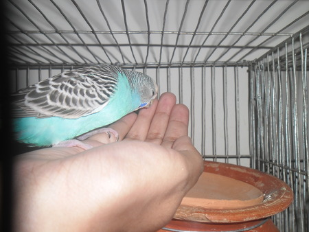 Budgerigars in a cage
