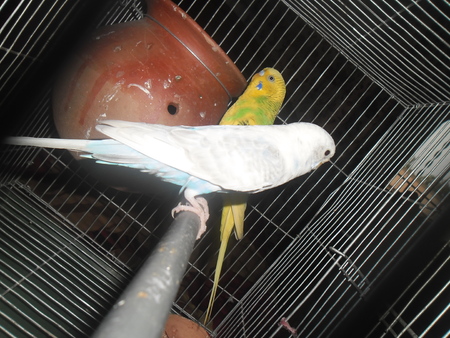 Budgies in cage