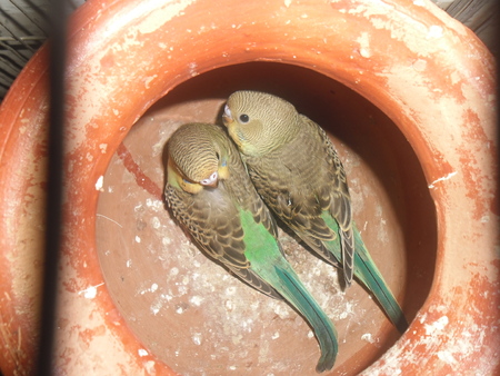 Budgerigars in cage