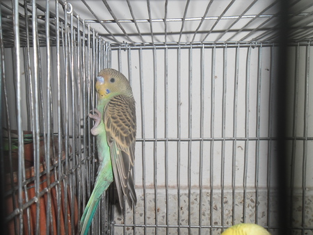 Budgerigar in cageの写真素材