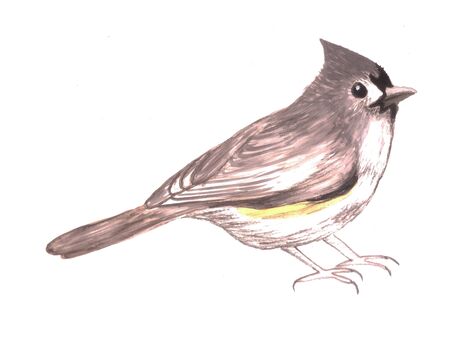 Tufted titmouse or Baeolophus bicolor isolated on whiteの写真素材