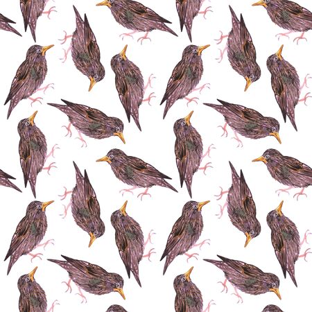 Common starling or European starling or Sturnus vulgaris bird seamless watercolor birds painting backgroundの写真素材