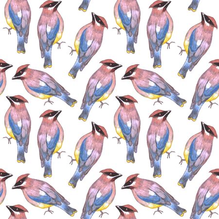 Cedar waxwing or Bombycilla cedrorum bird seamless watercolor birds painting backgroundの写真素材